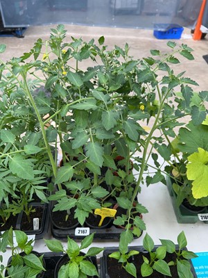 Lot 2167 - Tray containing 12 Angelle tomato plants
