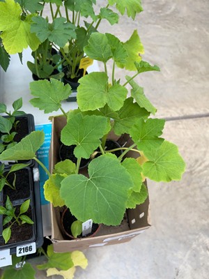 Lot 2168 - Tray containing 4 Jack O' Lantern pumpkin plants
