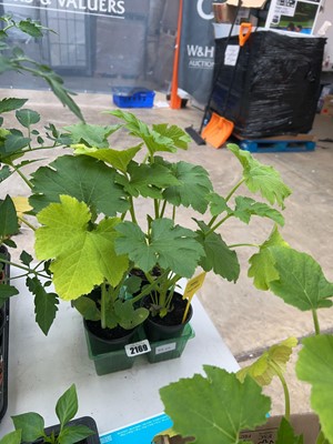 Lot 2169 - Tray of 4 Tiger Cross marrow plants