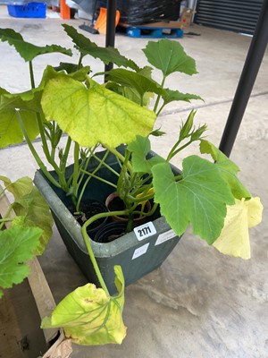 Lot 2171 - 4 large Long Green Bush marrow plants