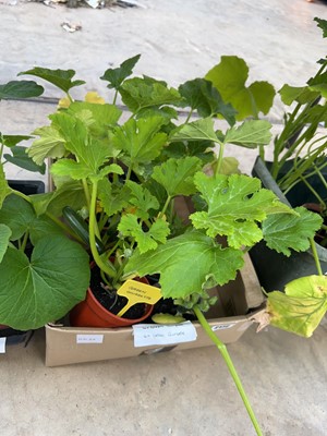 Lot 2172 - Tray of 8 courgette plants incl. 4 green and 4...
