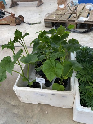 Lot 2173 - Tray containing 10 Marketmore cucumber plants