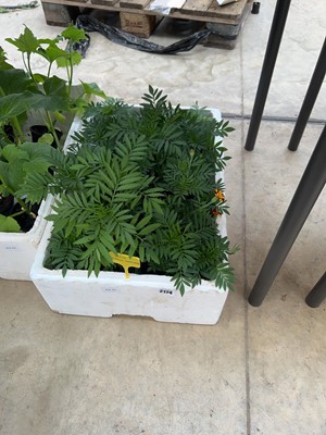 Lot 2174 - 4 trays containing 24 Petite French marigolds