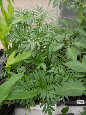 Lot 2176 - Tray of 12 African Double Bloom French marigolds