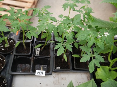 Lot 2177 - Tray containing 10 Sweet Million tomato plants