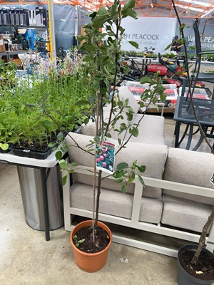 Lot 2178 - Large potted Katie apple tree