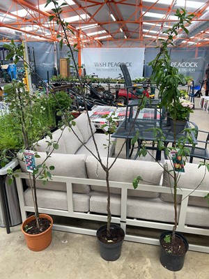 Lot 2179 - Large potted Jefferson Gage plum tree