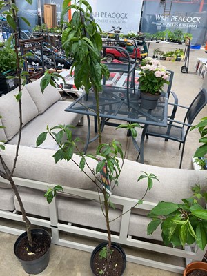 Lot 2180 - Large potted Lord Napier nectarine tree