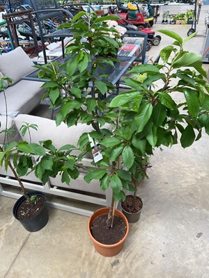 Lot 2181 - Large potted Morella cherry tree
