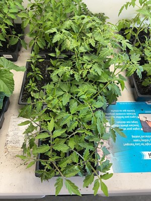 Lot 2183 - Tray containing 6 Alicante tomato plants with...