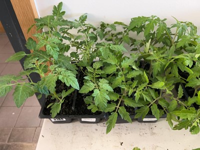 Lot 2184 - Tray containing 6 Tumbling Tom tomato plants...