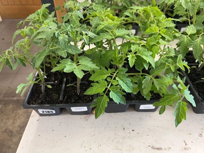 Lot 2185 - Tray containing 6 Tumbling Tom tomato plants...
