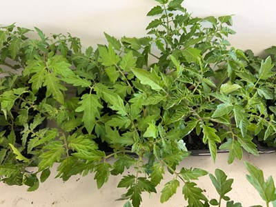 Lot 2186 - Tray containing 6 Money Maker tomato plants...