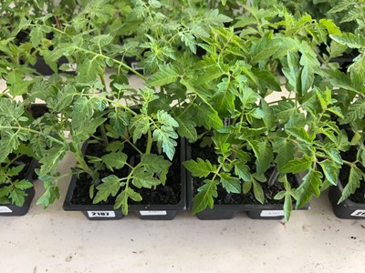 Lot 2187 - Tray containing 6 Tumbling Tom tomato plants...