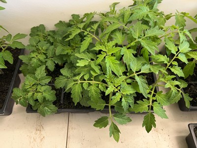 Lot 2188 - Tray containing 6 Tiny Tim tomato plants with...