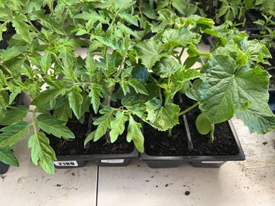 Lot 2189 - Tray containing 6 Money Maker tomato plants...