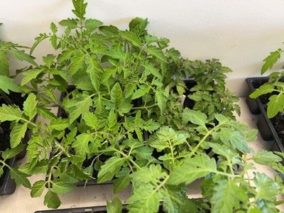 Lot 2190 - Tray containing 6 Golden Sunrise tomato plants...