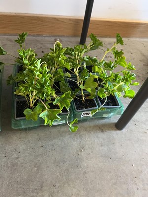 Lot 2191 - 2 trays containing 12 geraniums