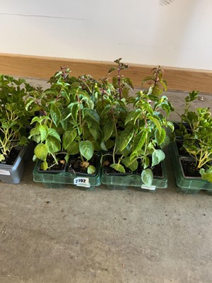 Lot 2192 - 2 trays of 12 fuchsias