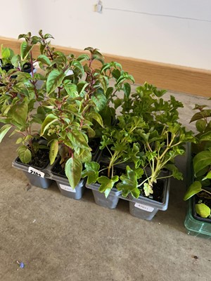 Lot 2193 - Tray of 6 potted fuchsias with 6 potted geraniums
