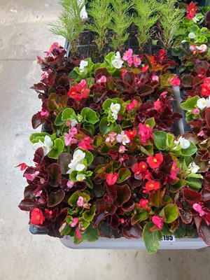 Lot 2195 - 2 trays of 30 potted bedding begonias