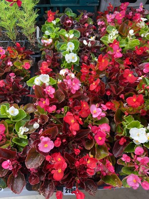 Lot 2196 - 2 trays of 30 potted bedding begonias