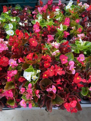 Lot 2197 - 2 trays of 30 potted bedding begonias