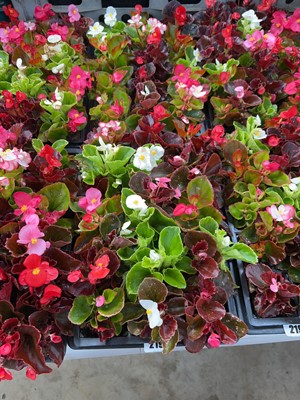 Lot 2198 - 2 trays of 30 potted bedding begonias