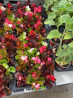 Lot 2199 - 2 trays of 30 potted bedding begonias