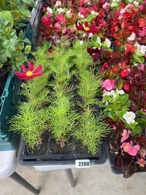 Lot 2200 - Tray containing 15 potted red cosmos