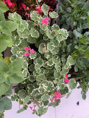 Lot 2201 - Tray containing 8 large potted geraniums