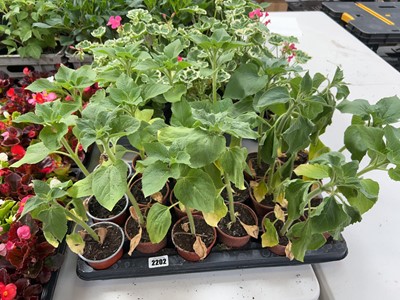 Lot 2202 - Tray containing 18 F1 gold sunflowers