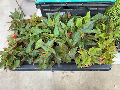 Lot 2203 - Tray containing 18 Illumination begonias