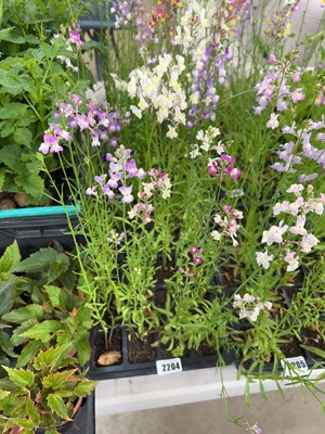 Lot 2204 - Tray containing 20 mixed Linaria