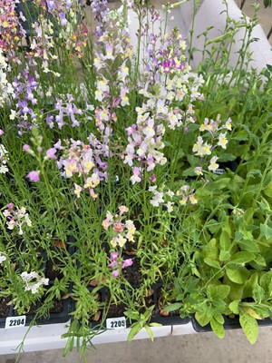 Lot 2205 - Tray containing 20 mixed Linaria