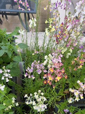 Lot 2206 - Tray containing 20 mixed Linaria