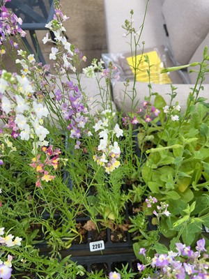 Lot 2207 - Tray containing 20 mixed Linaria