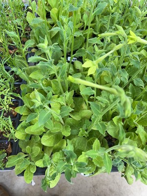 Lot 2208 - Tray containing 20 Lime nicotiana