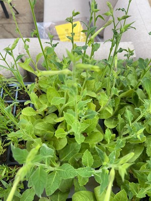Lot 2209 - Tray containing 20 Lime nicotiana