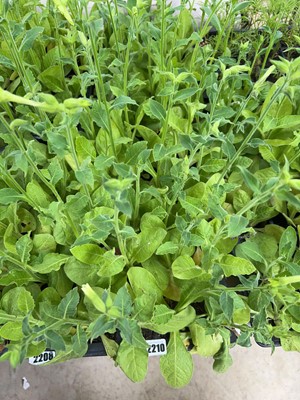 Lot 2210 - Tray containing 20 Lime nicotiana