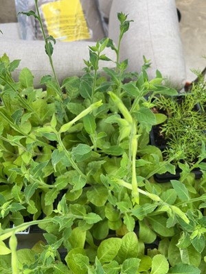 Lot 2211 - Tray containing 20 Lime nicotiana