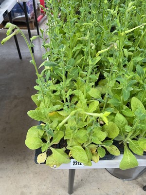 Lot 2212 - Tray containing 20 Lime nicotiana