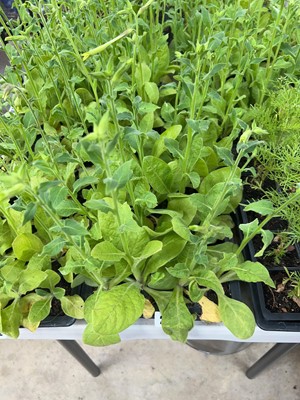 Lot 2213 - Tray containing 20 Lime nicotiana