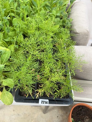Lot 2214 - Tray containing 15 cream cosmos