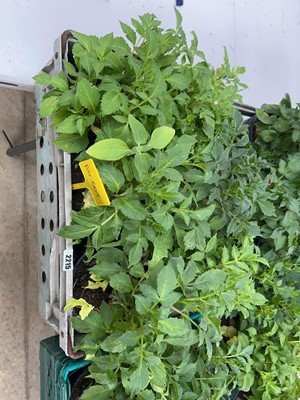 Lot 2215 - Tray containing 6 large potted mixed dahlias