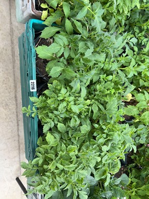 Lot 2216 - Tray containing 6 large potted mixed dahlias