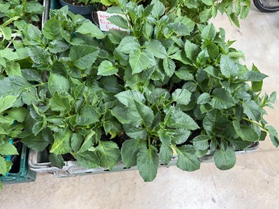 Lot 2217 - Tray containing 6 large potted mixed dahlias