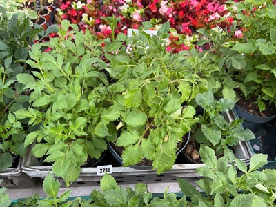Lot 2218 - Tray containing 6 large potted mixed dahlias