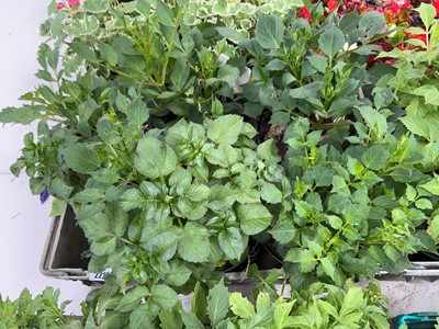 Lot 2219 - Tray containing 5 large potted mixed dahlias