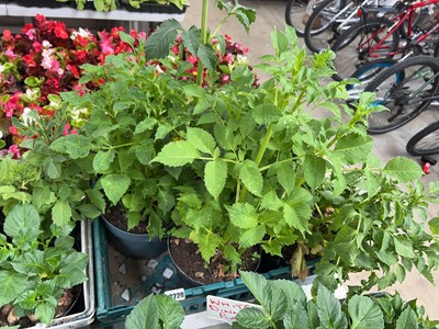 Lot 2220 - Tray containing 4 large potted mixed dahlias
